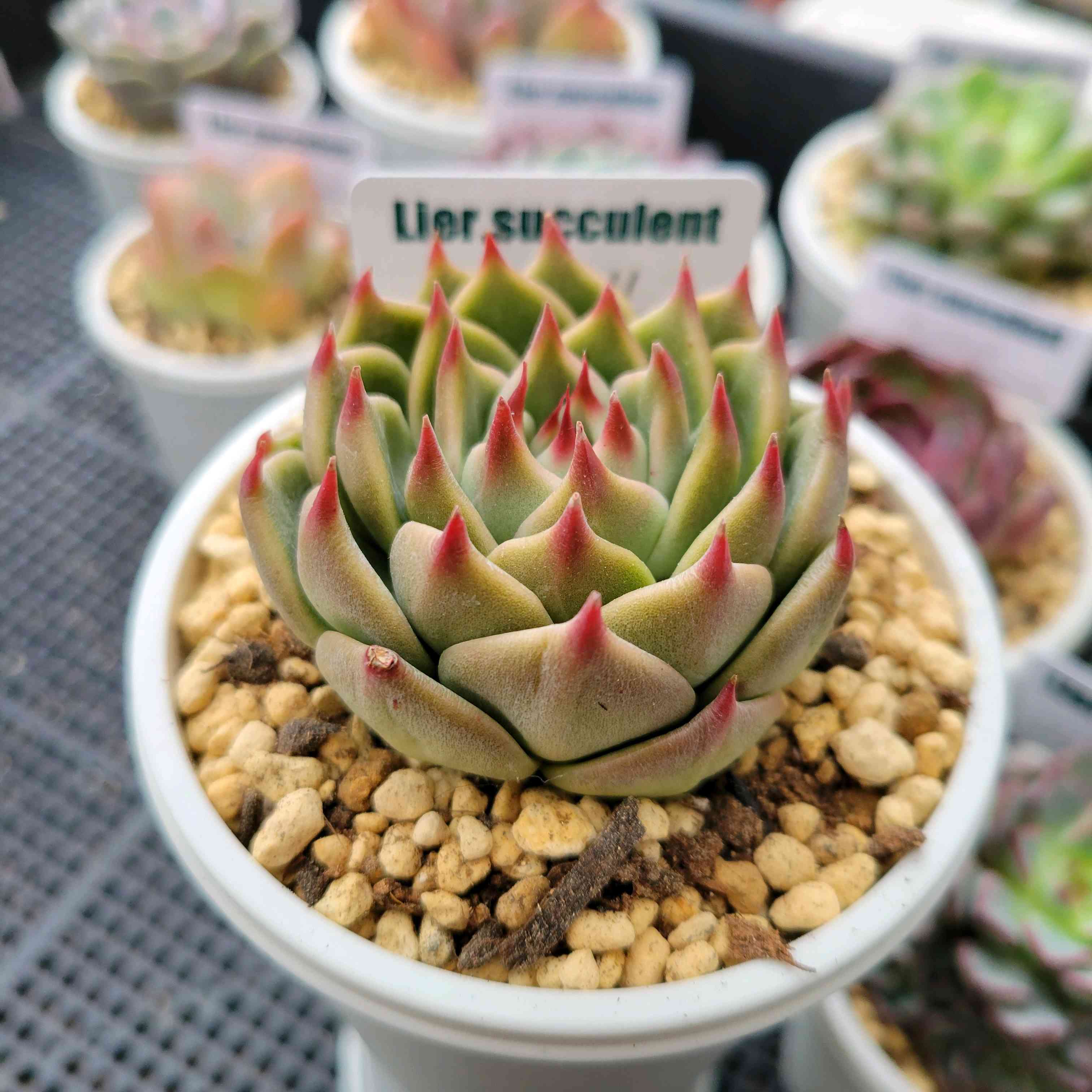 トスカネリ｜🍀GreenSnap（グリーンスナップ）