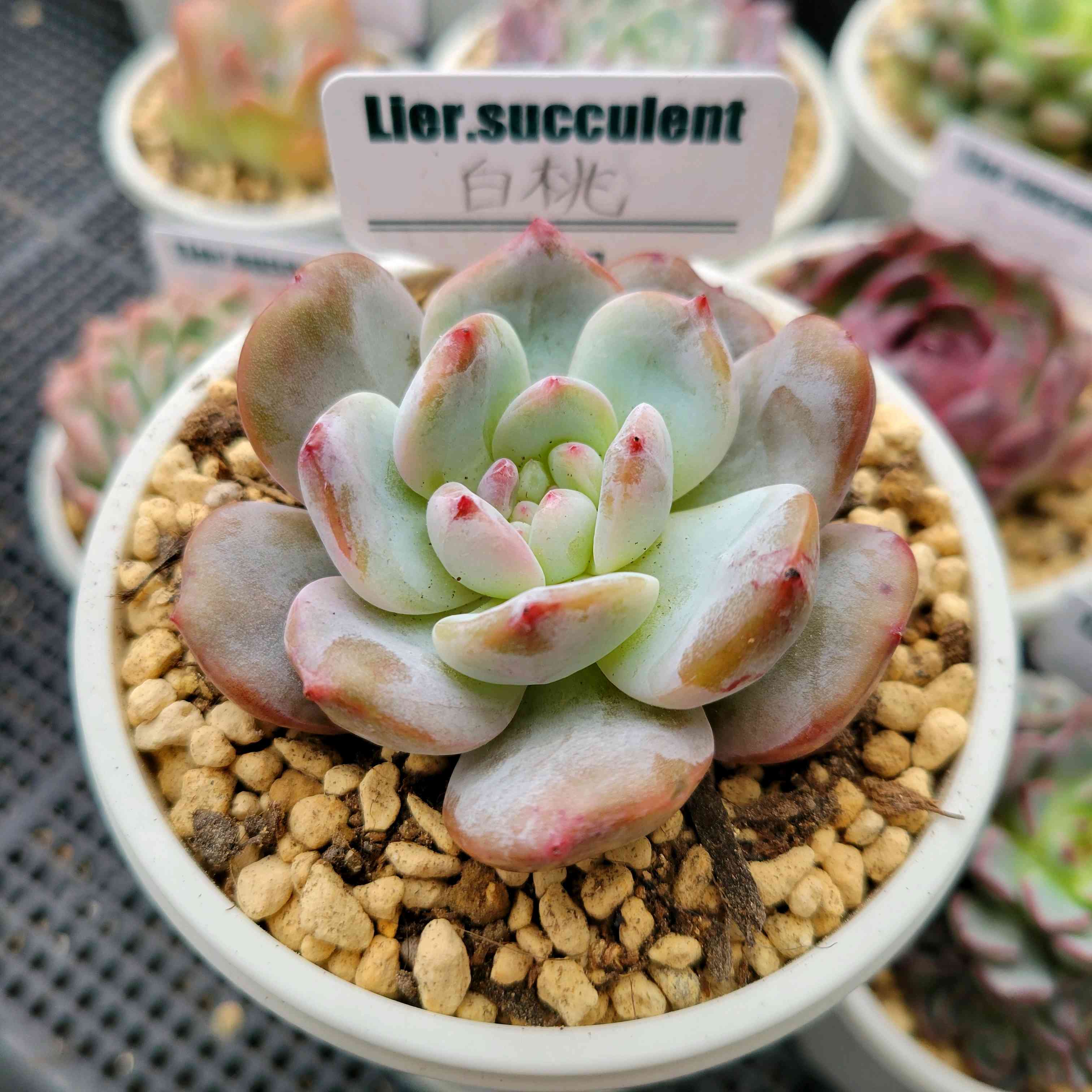 1701488294537_315207_p_2023120