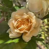 オールドローズ,バラ ’ バフ・ビューティー ’,つるバラ,小さな庭の画像