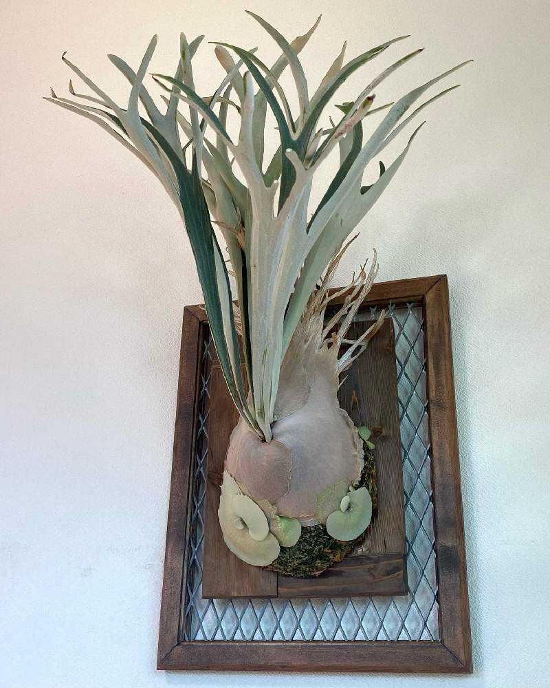 P.veitchii 【wild由来】子株　オリジナルクローン P.veitchii 【wild由来】子株 オリジナルクローン - メルカリ