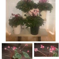 シクラメン,シクラメン フェアリーピコ,鉢植え,室内,富山支部の画像