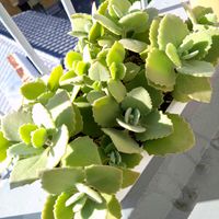 ミロッティ,多肉植物,カランコエ属,かわとうちゃんミロ,秋です(ﾉﾟ∀ﾟ)ﾉの画像