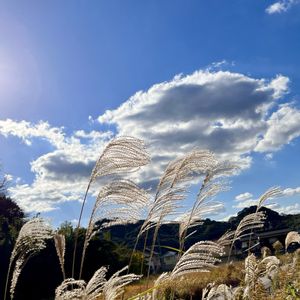 ススキ,雑草,季節感,下関・彦島の風景,道端徘徊同盟の画像