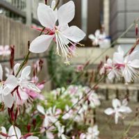 ガウラ,花壇,花のある暮らし,癒し…♡,優しい色の画像