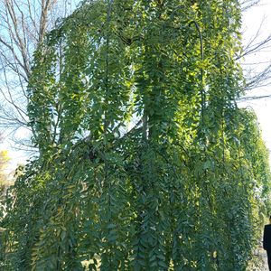 枝垂れエンジュ,いつもありがとう♡,庭園,花のある暮らし,秋の葉っぱの画像