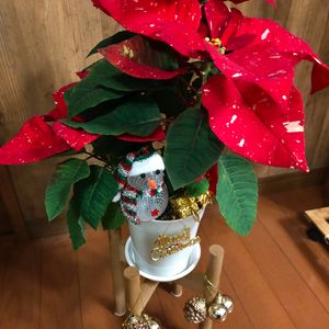 ポインセチア,クリスマス,観葉植物,冬支度,趣味の画像