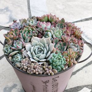 エケベリア,名無しちゃん,多肉植物,多肉大好き,多肉のある暮らしの画像