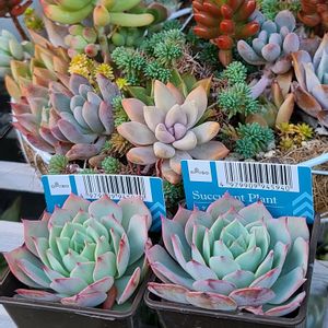 ブロウメアナ,カリシア ロザート,多肉植物,紅葉する多肉,リメ缶の画像