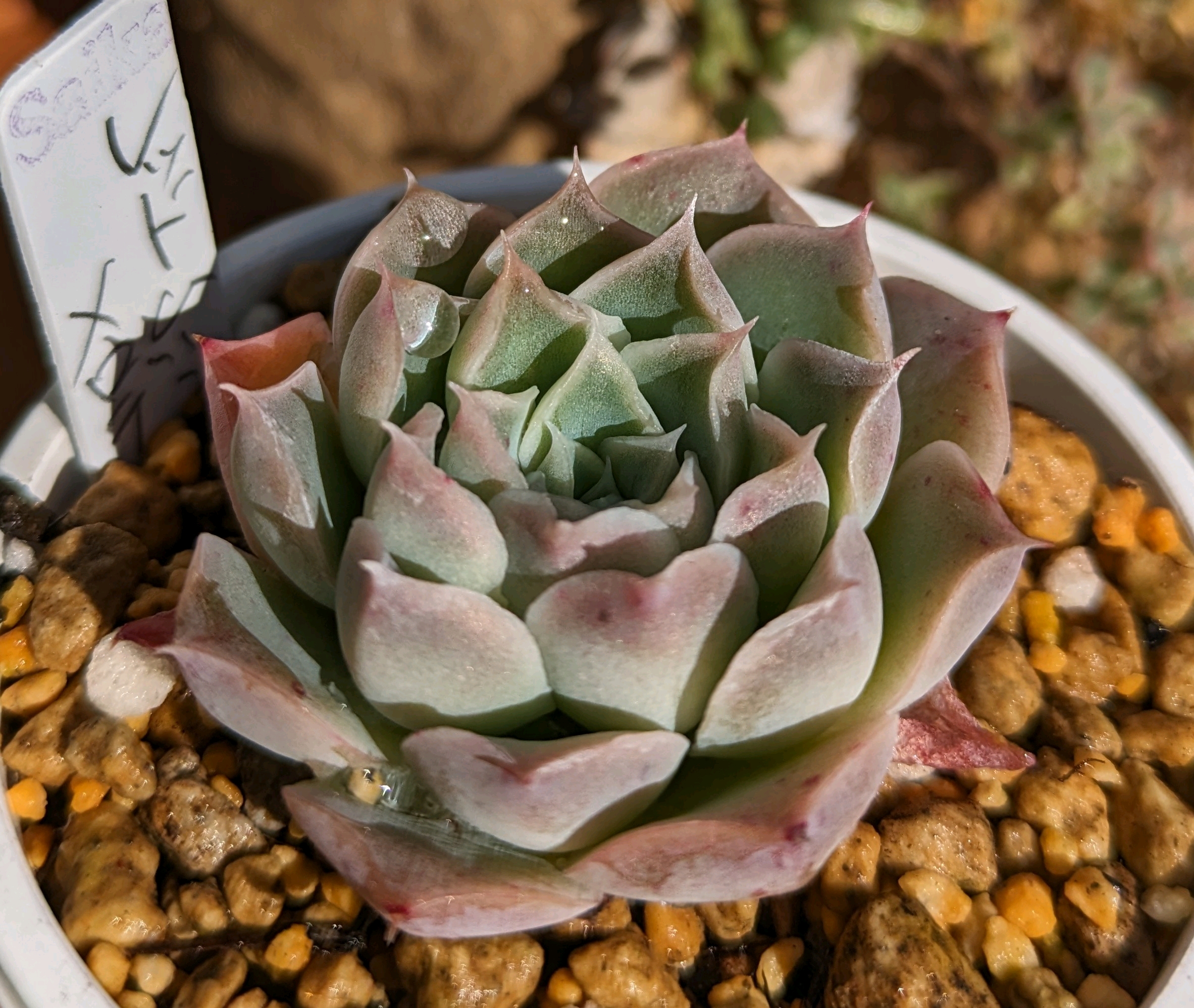 ドラエモン群生7頭 多肉植物韓国苗 - 植物/観葉植物