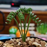 リラシナ,怪竜丸,アルブカ・スピラリス,アガベ・シジゲラ,多肉植物の画像