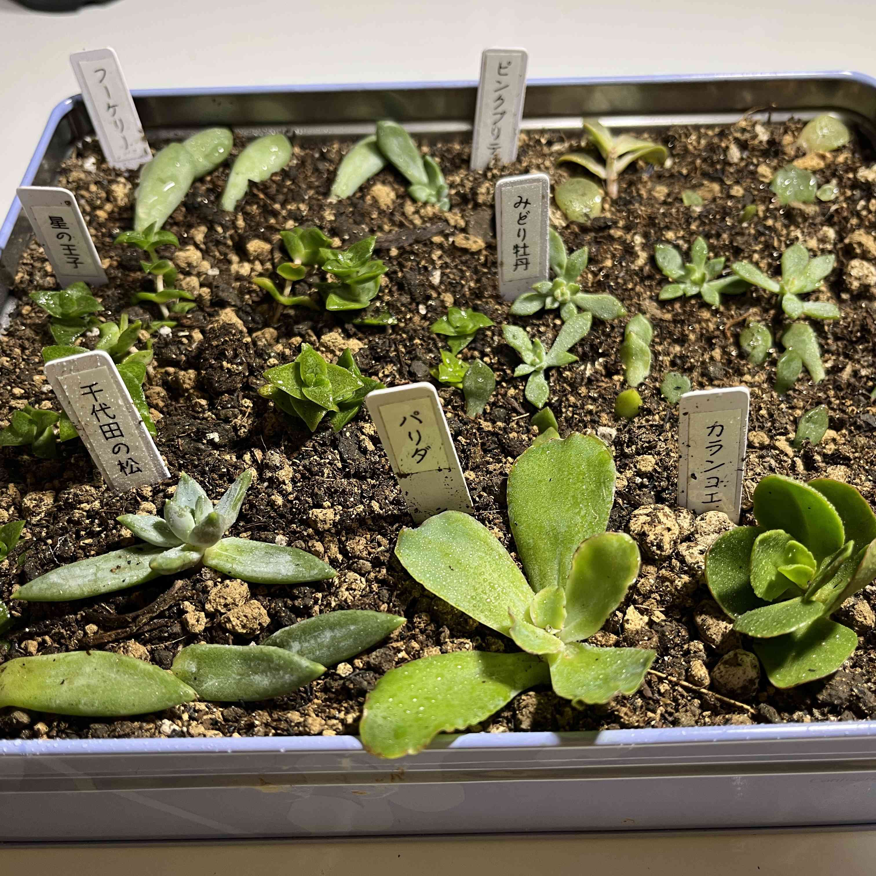 多肉植物の投稿画像 by miyさん｜ホームセンターから救出と見切り品