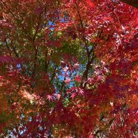 コスモス,紅葉,癒し,森のがっこう,われら17年組の画像