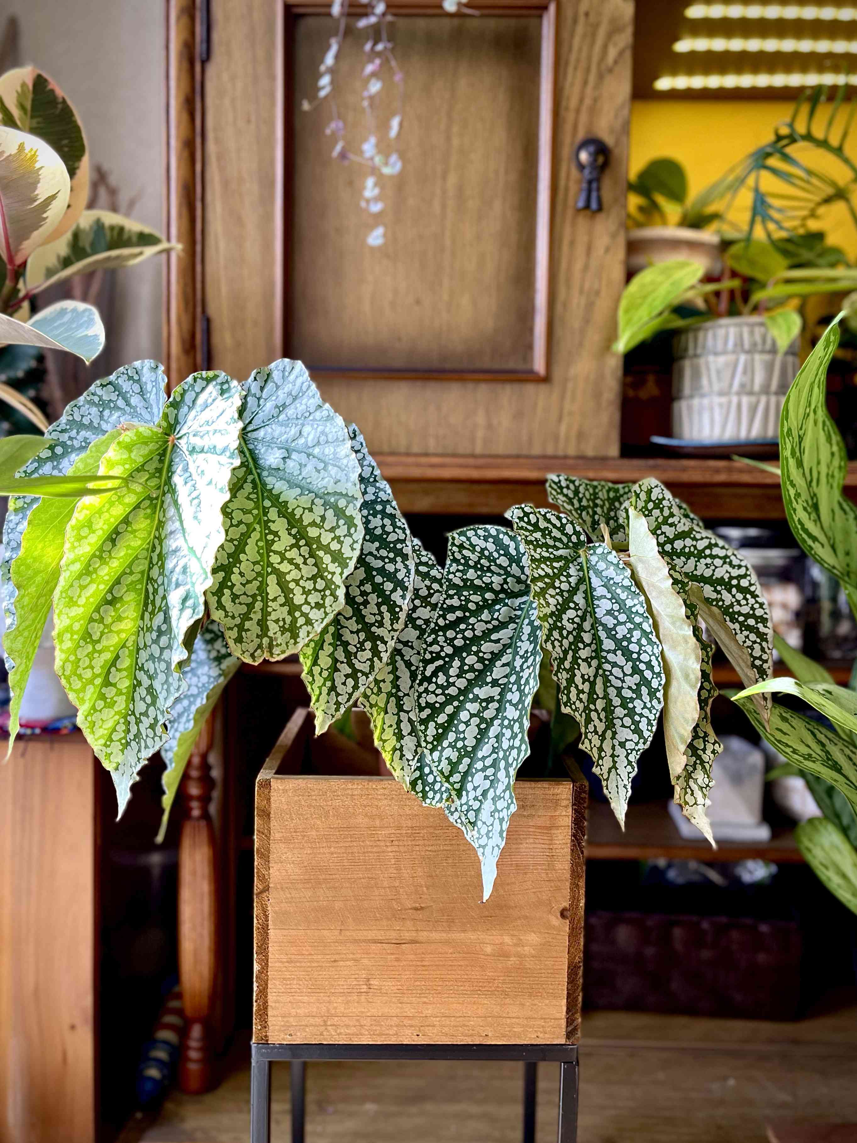 木立ベゴニア ジャニタジュエルの一覧｜🍀GreenSnap（グリーン