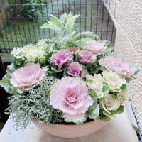 シルバーレース,カロケファルス・シルバーブッシュ,寄せ植え,可愛い〜♡,花のある暮らしの画像