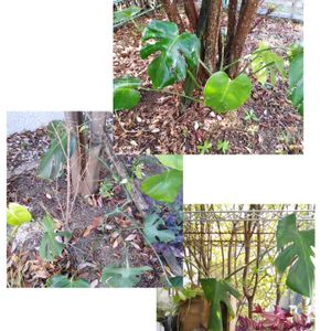 モンステラ,観葉植物,地植え,ジャングル,ジャングル化計画の画像