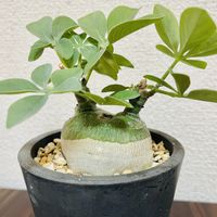 アデニア・グラウカ,塊根植物,成長記録,植物のある暮らし,植中毒の画像
