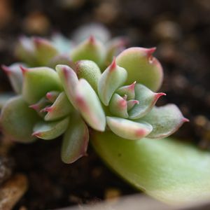 ホワイトモンロー,多肉植物,出窓,葉挿し,植中毒の画像