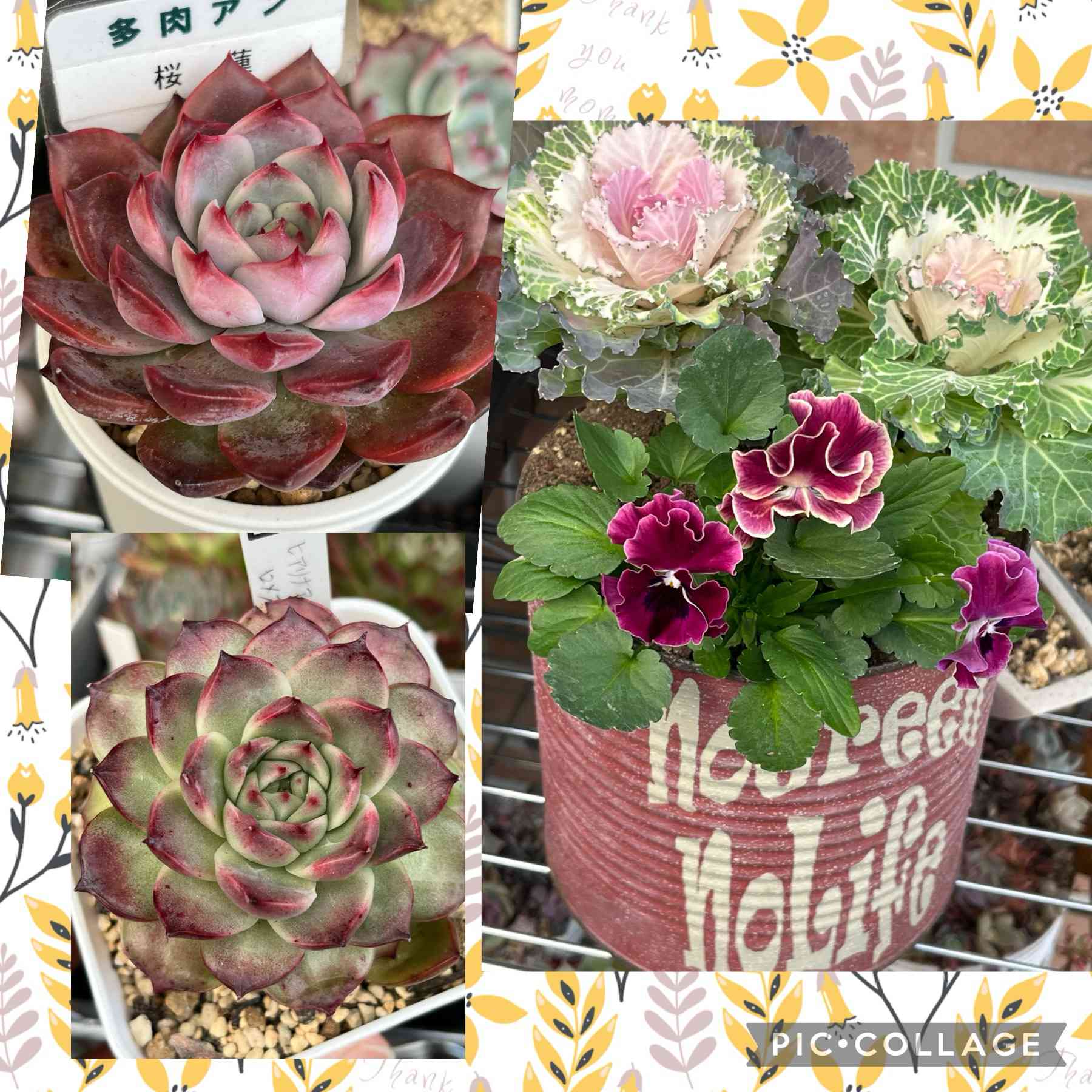 選抜苗✨多肉アンさん✨桜蓮❤️札付き✨ 多肉アン 桜蓮の一覧｜🍀GreenSnap（グリーンスナップ）