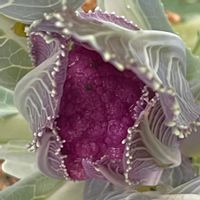 紫カリフラワー,植物のある暮らし,肥料,プランター栽培,ベランダ菜園の画像