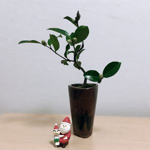 小品盆栽,ミニ盆栽,コンコンブル ,寒椿の盆栽,バルコニー/ベランダの画像