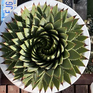 アロエ,ポリフィラ,アロエポリフィラ,アロエ  ポリフィラ,多肉植物の画像