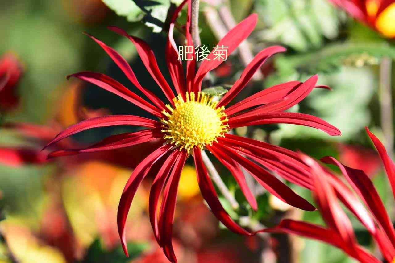 菊の花 フッフッフッ…✨️