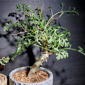 ペラルゴニウム カルノーサム,枯野葵,コーデックス,南アフリカ原産,珍奇植物の画像