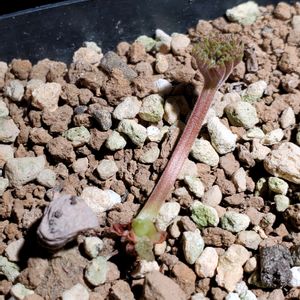 ペラルゴニウム・プルヴェルレンツム,塊根植物,コーデックス,南アフリカ原産,珍奇植物の画像