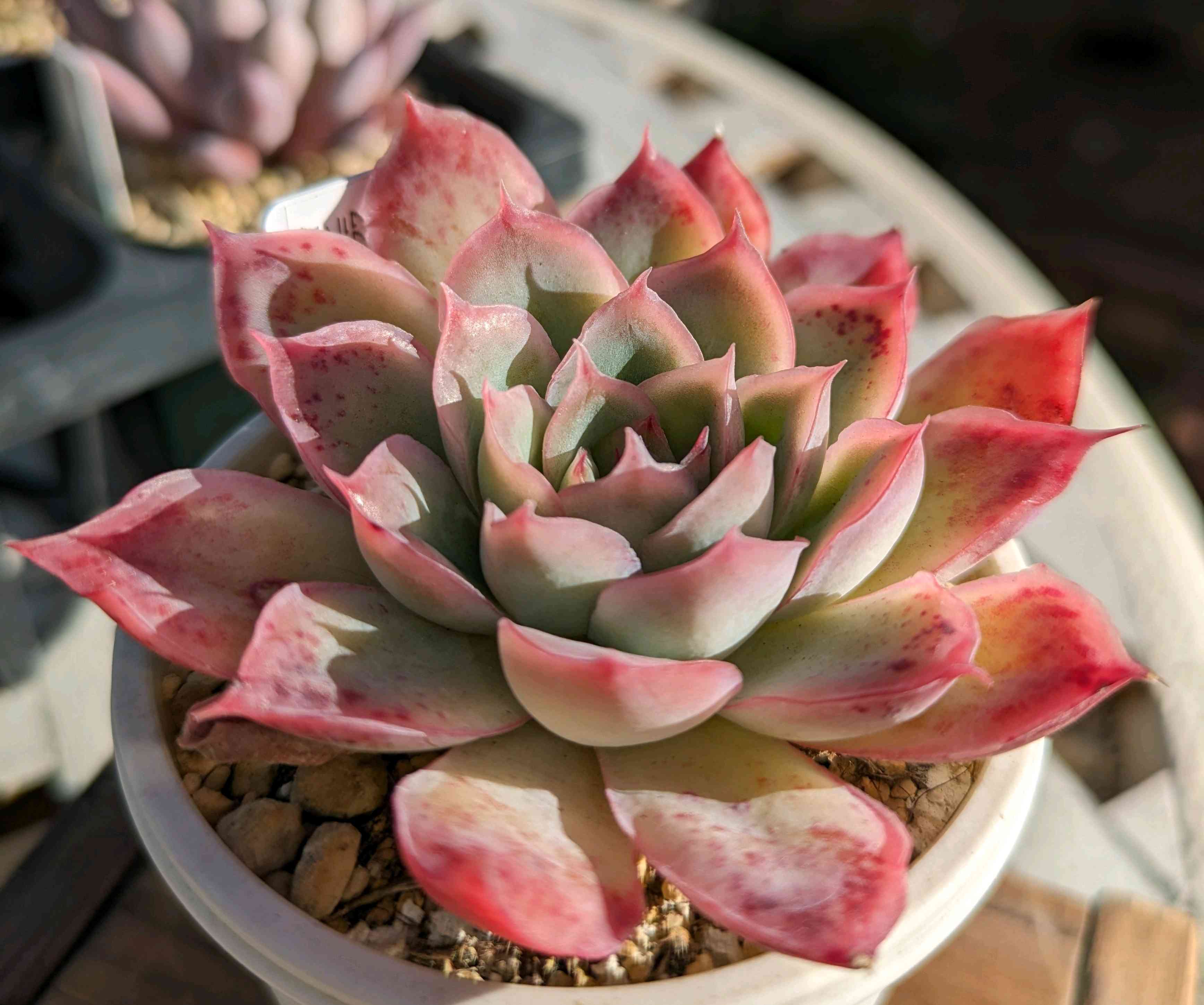 フリーセア ラズベリーシャーベット激レア中株 紫品種 フリーセア