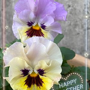 パンジー フリズルシズルミニ,ガーデニング,可愛い,ビタミンカラー,黄色い花の画像