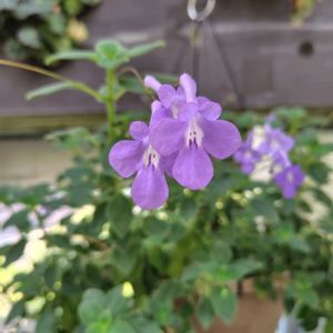 ストレプト カーパス,植物園,温室,紫の花の画像