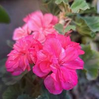 ゼラニウム,ゼラニウム,椿 つばき,自分らしくね,菊の画像