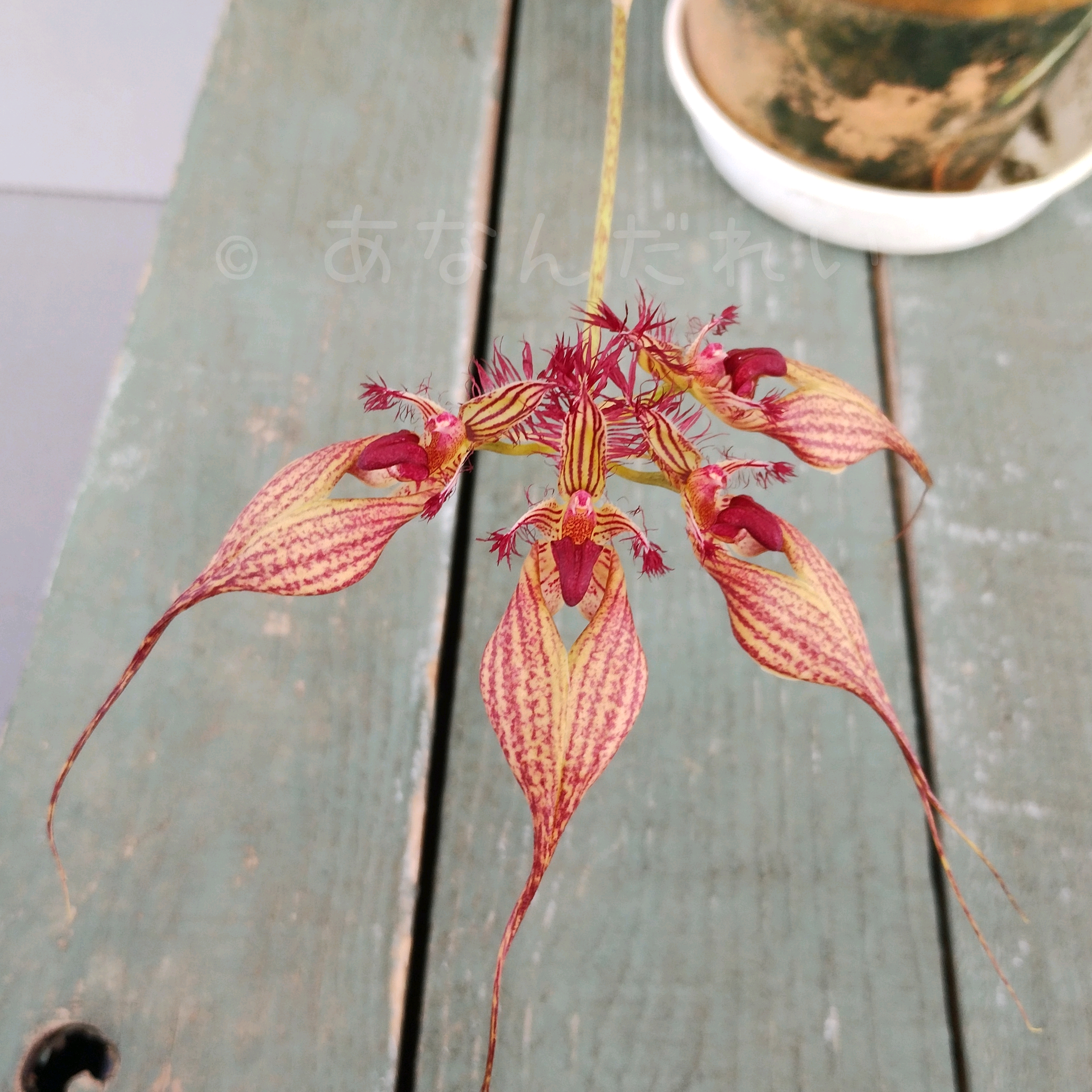Bulbophyllum属の一覧｜🍀GreenSnap（グリーンスナップ）