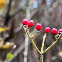 ガマズミ,ガマズミ の実,ガマズミ の実,可愛い実,ユーミンつながりの画像