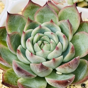 ピンククリスタル,多肉植物,成長記録,成長が楽しみ,トロピカルガーデン埼玉の画像