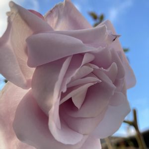 薔薇ローズジネルジック,地植え,ピンクの花,古株,我が家の薔薇の画像