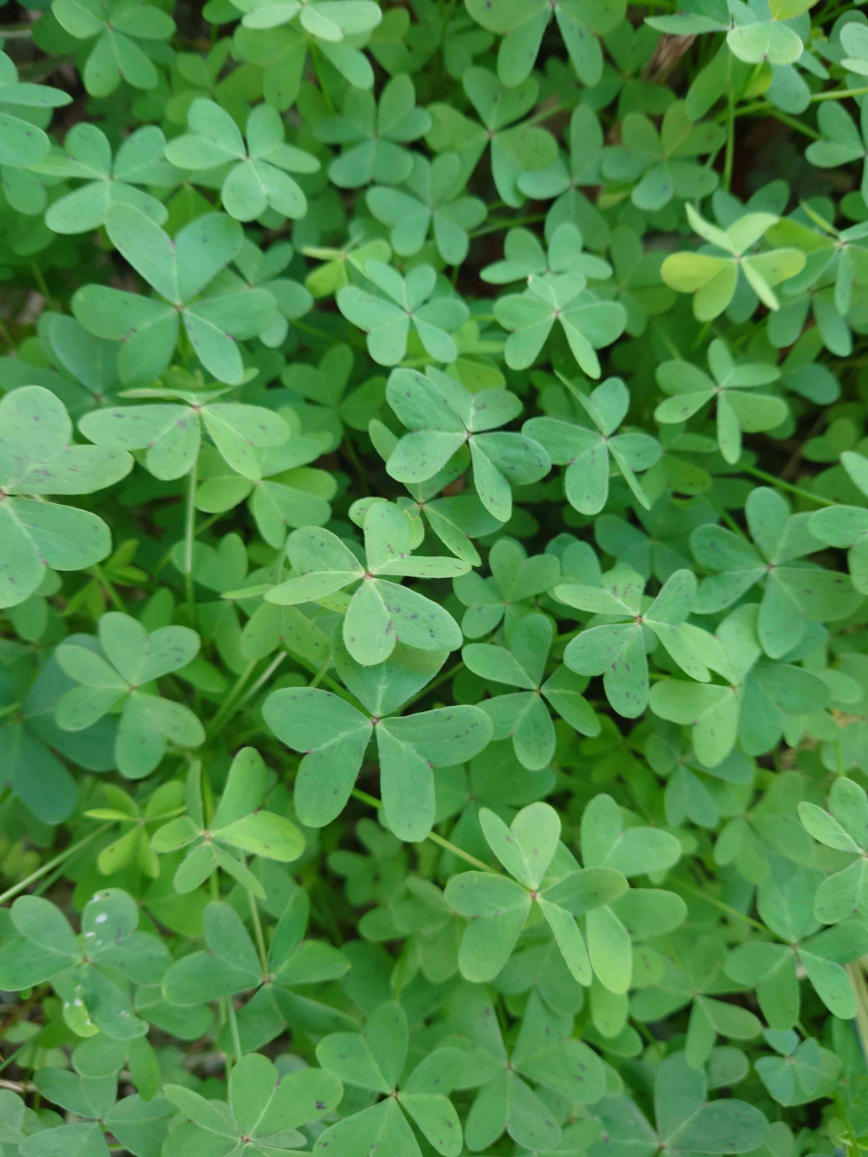 我が家の庭の 横に増える🟢緑色の葉っぱ🍀🌿☘️｜🍀GreenSnap