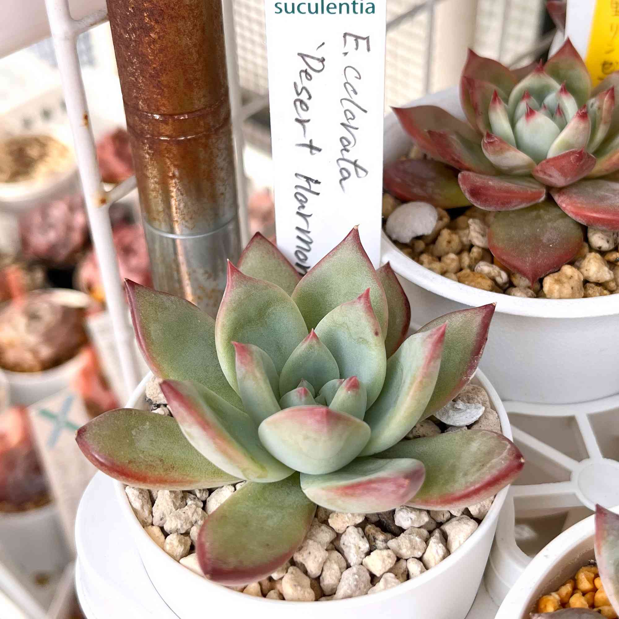 コロラータデザートハーモニー♡ひーの一覧｜🍀GreenSnap（グリーン