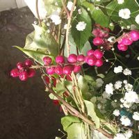 シンフォリカルポスの画像