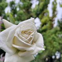 手作りの庭,花のある暮らし,お花大好き♡,薔薇好き,　白い花の画像
