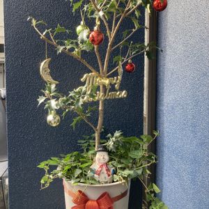 柊（ひいらぎ）,100均,クリスマスの寄せ植え,ワクワク♡,クリスマス飾りの画像