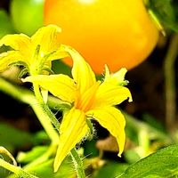 ミニトマト,幸せの黄色いお花,おうち園芸,月曜日にビタミンカラー,２０２０年５月同期の画像