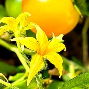 ミニトマト,幸せの黄色いお花,おうち園芸,月曜日にビタミンカラー,２０２０年５月同期の画像