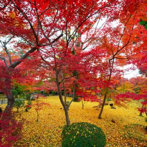 もみじ,いちょう,京都,庭園,禅林寺永観堂の画像