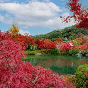 もみじ,糸紅葉,京都,庭園,禅林寺永観堂の画像