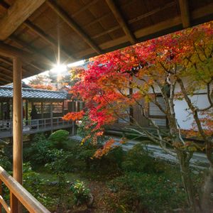 もみじ,京都,庭園,安楽寺,その他エクステリアの画像