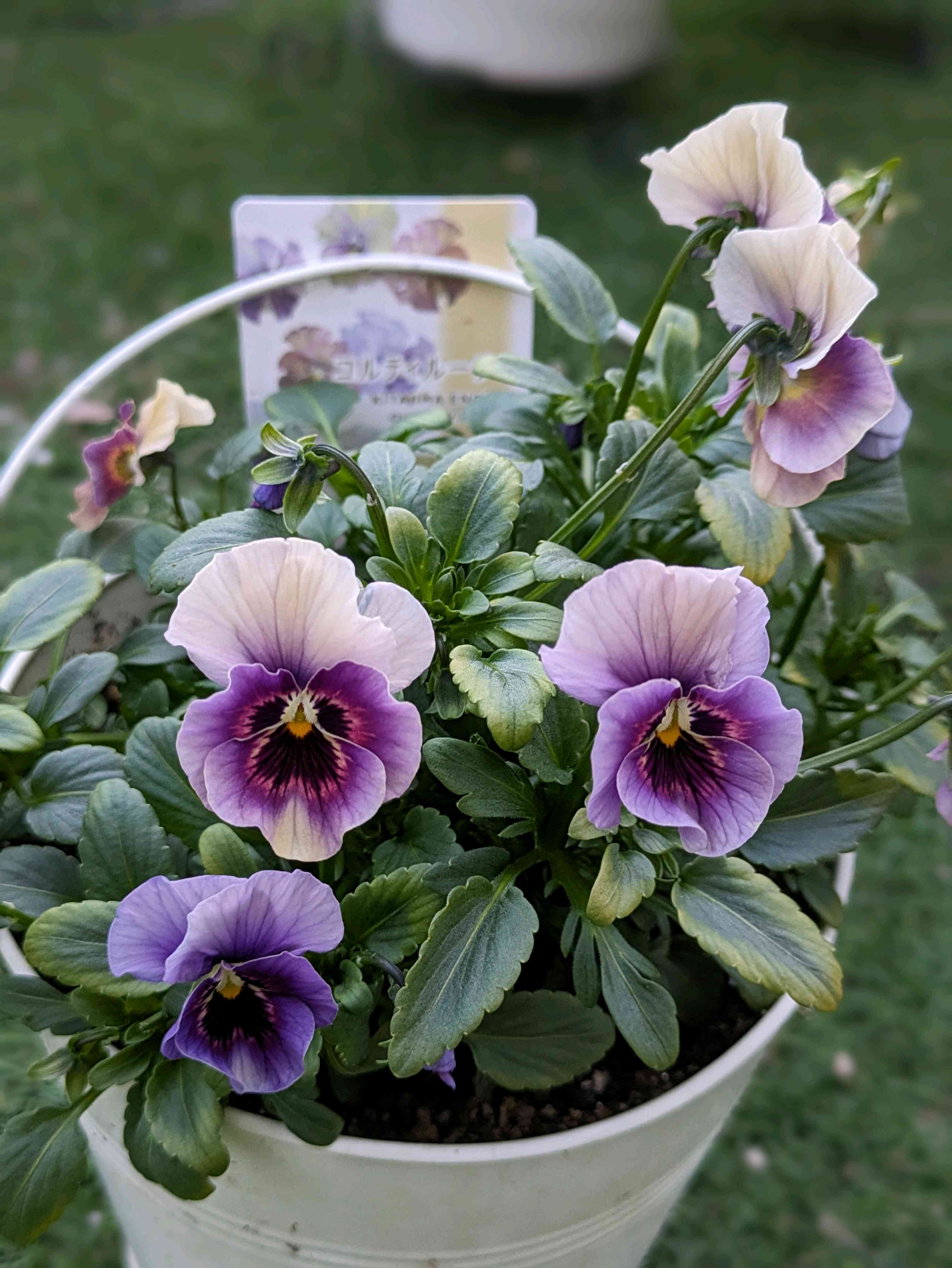 ◇◇専用FR1♥ スイーツMIXビオラ ◇◇専用FR1♥ スイーツMIXビオラ