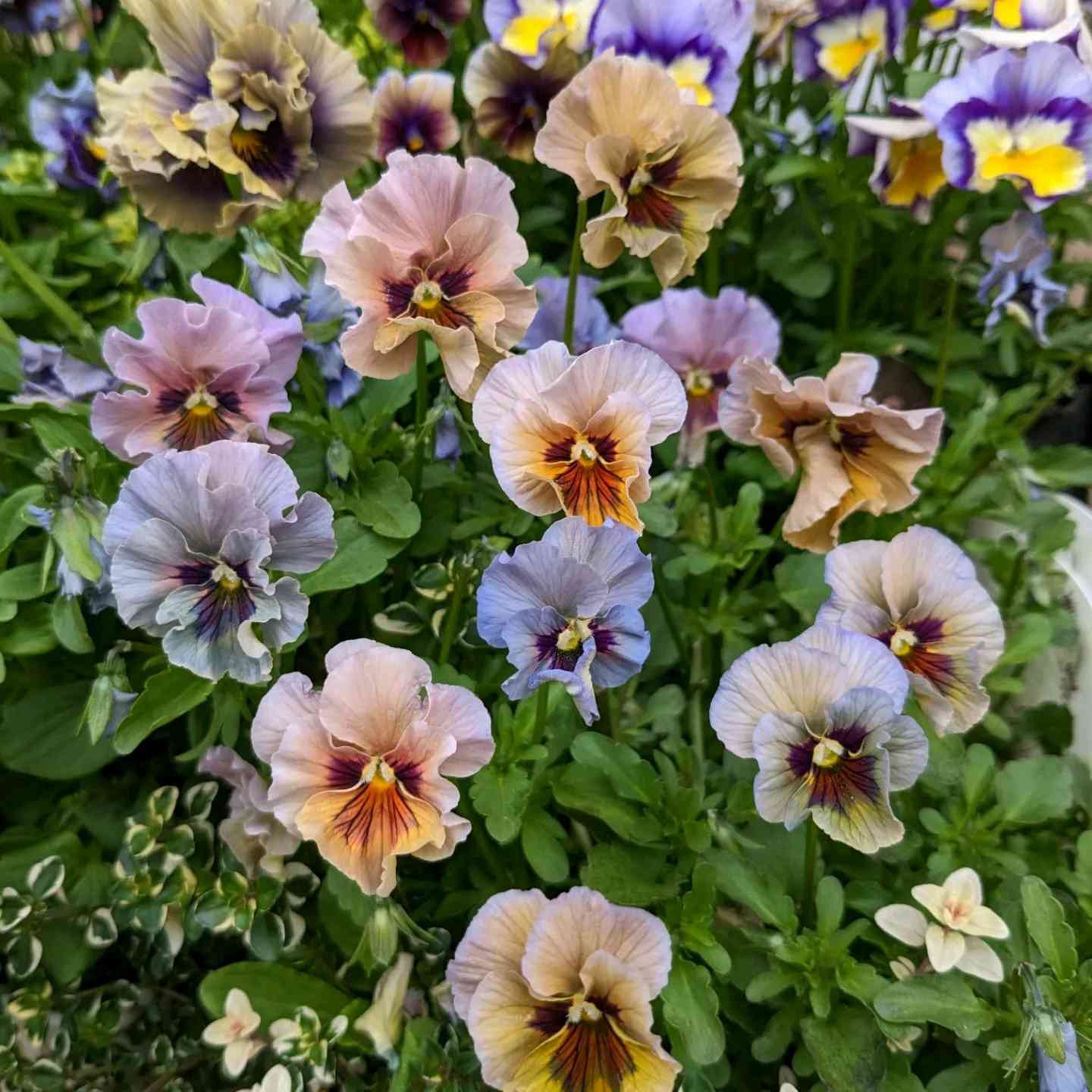 ウーゲデールのビオラ・パンジーカタログ2023🎉｜🍀GreenSnap