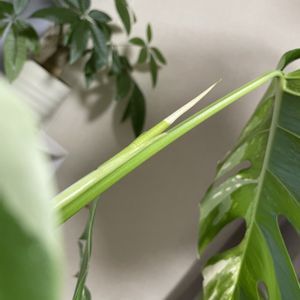 モンステラ・ボルシギアナ 斑入り,観葉植物,成長記録,新葉,モンステラの葉の画像