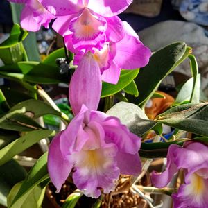 花のある暮らし,今日のお花,花いろいろ,おうち園芸,おうちde菜園の画像